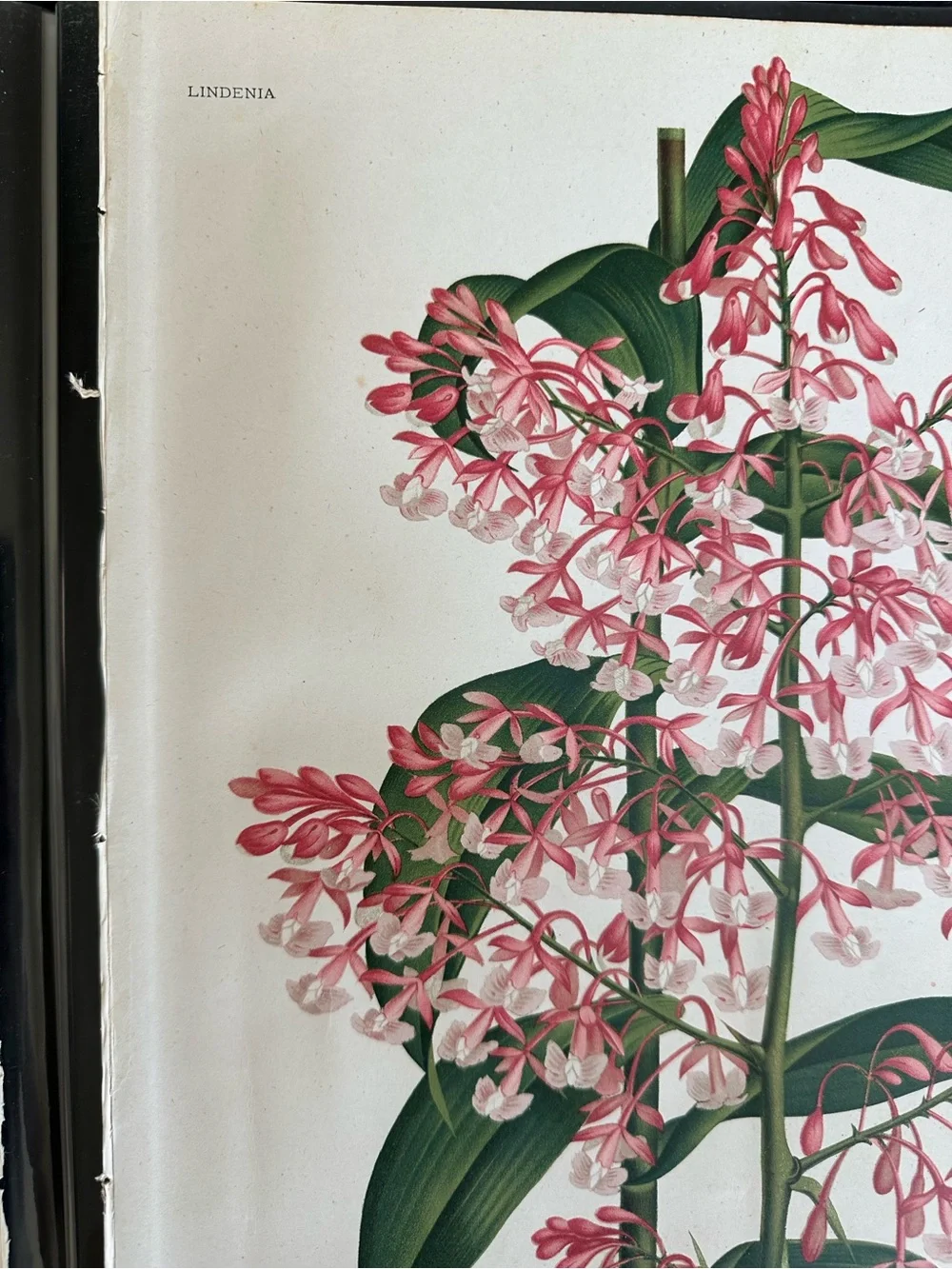 1885 Planche VII (Plate 7): Epidendrum paniculatum Reinwardt